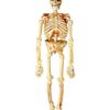 5 Ft Realistic Skeleton - Decorations