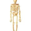 5 Ft Realistic Skeleton - Decorations