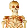 5 Ft Realistic Skeleton - Decorations