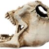 Foryo White Skull Pen Holder Office Desktop Ossuary Skulls Decor Halloween Decorations Skeleton Head Stationery Holder (White Skull)