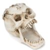 Foryo White Skull Pen Holder Office Desktop Ossuary Skulls Decor Halloween Decorations Skeleton Head Stationery Holder (White Skull)