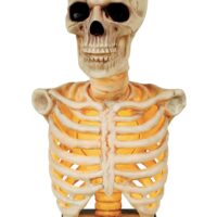 16 Inch Skeleton Bust Prop with Light and Sound