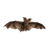 Brown Bat Prop